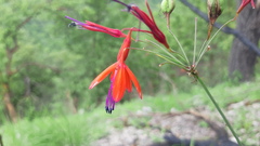 Bessera elegantissima