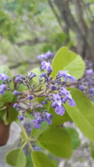 Vitex pyramidata