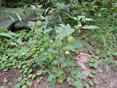 Physalis longifolia