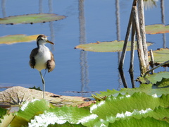 Jacana spinosa
