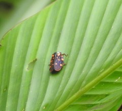 Mahanarva costaricensis