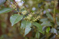 Itea
