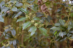 Itea
