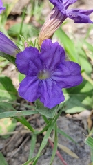 Ruellia lactea