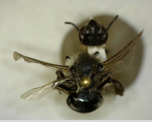 iNaturalist observation photo of Mining Bees