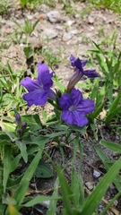 Ruellia lactea