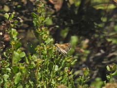 Ochlodes agricola
