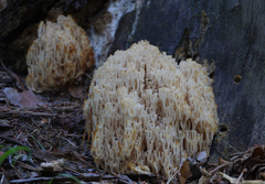 Artomyces microsporus
