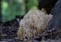 Artomyces microsporus
