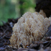Artomyces microsporus - Photo 由 Неруш Владимир 所上傳的 (c) Неруш Владимир，保留部份權利CC BY-NC