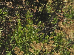 Ochlodes agricola