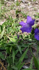 Ruellia lactea
