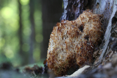 Artomyces microsporus