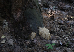 Artomyces microsporus