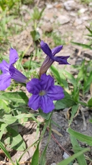 Ruellia lactea
