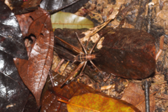 Phalangopsis