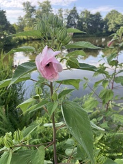 Hibiscus lasiocarpos