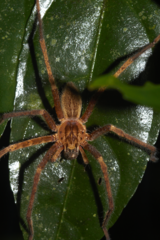 Cupiennius bimaculatus