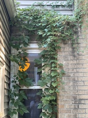 Parthenocissus quinquefolia