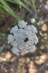 Daucus carota