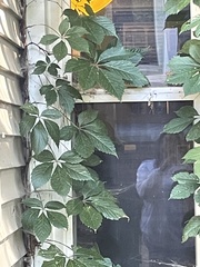 Parthenocissus quinquefolia