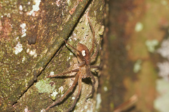 Cupiennius bimaculatus