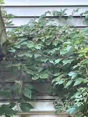 Parthenocissus quinquefolia