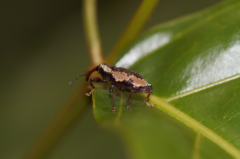 Heilipodus lateralis