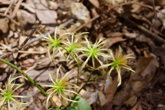 Clematis crassifolia
