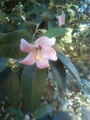 Lagunaria