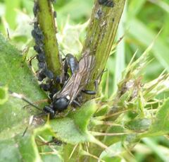 Vulgichneumon saturatorius