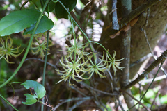 Clematis crassifolia