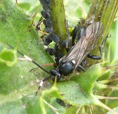 Vulgichneumon saturatorius