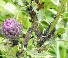 Vulgichneumon saturatorius