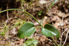 Clematis crassifolia