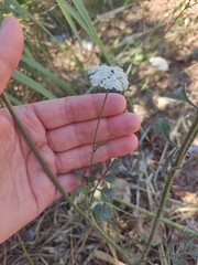 Daucus carota