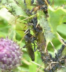Vulgichneumon saturatorius