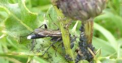 Vulgichneumon saturatorius
