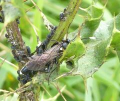 Vulgichneumon saturatorius