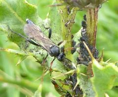 Vulgichneumon saturatorius