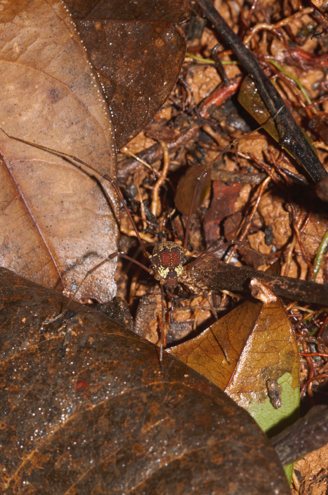 Cynorta sigillata