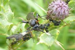 Vulgichneumon saturatorius