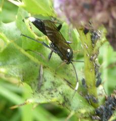 Vulgichneumon saturatorius