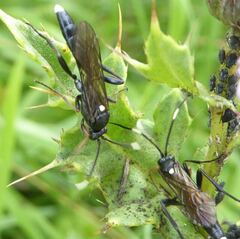 Vulgichneumon saturatorius