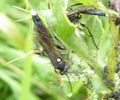 Vulgichneumon saturatorius