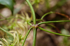 Clematis crassifolia
