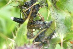 Vulgichneumon saturatorius