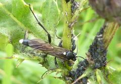 Vulgichneumon saturatorius