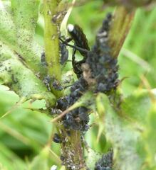 Vulgichneumon saturatorius