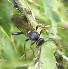 Vulgichneumon saturatorius
